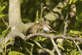 European robin (Erithacus rubecula) adult garden parent bird and a juvenile baby bird on a tree