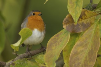 European robin (Erithacus rubecula) adult garden bird on a Magnolia tree branch amongst autumn