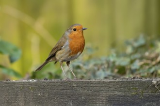 European robin (Erithacus rubecula) adult garden bird on a wooden sleeper, England, United Kingdom