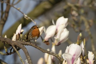 European robin (Erithacus rubecula) adult garden bird on a Magnolia tree branch with blossom in