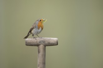 European robin (Erithacus rubecula) adult garden bird on a fork handle with nest material in its