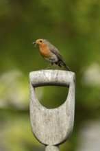 European robin (Erithacus rubecula) adult garden bird on a fork handle with insects for food in its