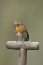 European robin (Erithacus rubecula) adult garden bird on a fork handle with nest material in its