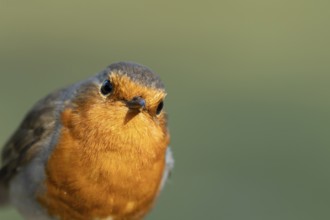 European robin (Erithacus rubecula) adult garden bird head portrait, England, United Kingdom