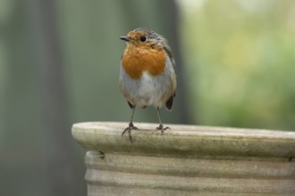 European robin (Erithacus rubecula) adult garden bird on a plant pot, England, United Kingdom