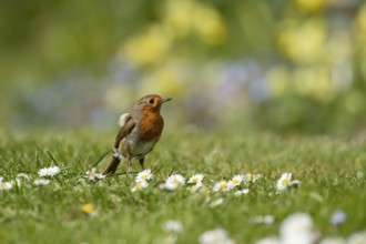 European robin (Erithacus rubecula) adult garden bird on a grass lawn with daisy flowers in spring,