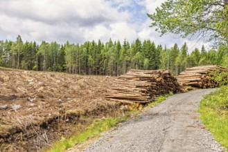 Dirt road in a forest at a clearcutting with timber piles at the roadside in the summer
