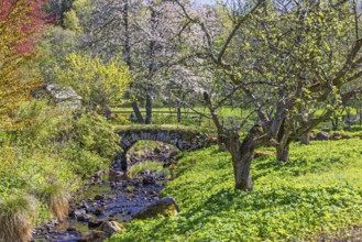 Beautiful view at a lush green meadow landscape with budding fruit trees an a old stone arch bridge