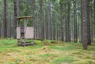 Hunting tower in a spruce forest with green moss on the ground in summer