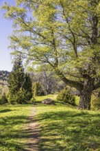 Footpath in a forest with lush green budding trees a sunny spring day