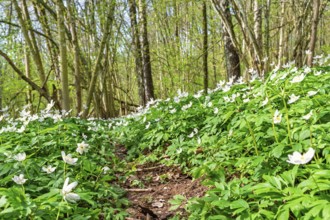 Flowering wood anemones (Anemone nemorosa) in a deciduous forest a beautiful sunny spring day in a