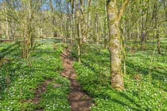 Nature footpath in a deciduous forest with flowering wood anemones (Anemone nemorosa) a beautiful
