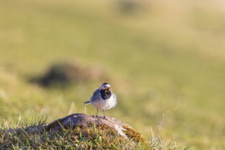 White wagtail (Motacilla alba) with nest material in its beak sitting on a stone in a meadow at