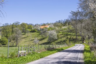 Country road in a lush spring landscape with cherry blossoms and a house on a hill in the Swedish
