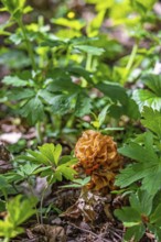 Morel (Morchella conica) an edible mushroom growing on the forest floor amog lush green plants at