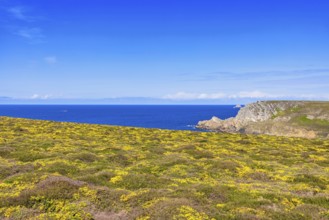 Flowering meadow and a scenics view to the horizon on the sea a sunny summer day, Crozon peninsula,