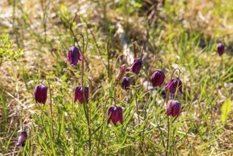 Flowering Snake's head fritillary (Fritillaria meleagris) flowers on a sunny meadow at spring