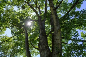 Sun shines through a tree, alder, at Erlensee, Erlensee, near Schechen, Upper Bavaria, Bavaria,