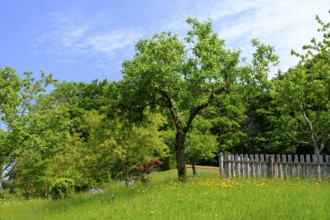 Obstgarten an der Seiser Alm, Seiserhof, bei Bernau über dem Chiemsee, Chiemgau, Upper Bavaria,