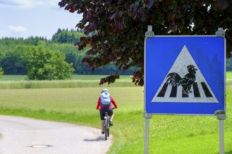 Funny sign, crossing chickens, Huggenlaubach, Rottal, Upper Swabia, Baden-Württemberg, Germany