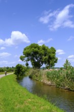 Cyclist, bicycle tour near Gutenzell an der Rot, Rottal, Upper Swabia, Baden-Württemberg, Germany