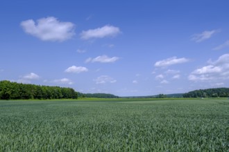 Wheat fields near Berkheim, Rottal, Upper Swabia, Baden-Württemberg, Germany
