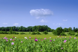 Poppy field near Rot an der Rot, Mönchsrot, Upper Swabia, Baden-Württemberg, Germany