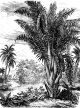 Vine palm, Raphia, palm family (Arecaceae), occurrence in humid, tropical Africa, stemless,