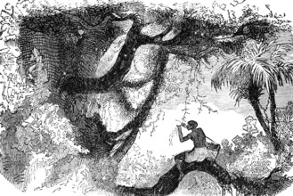 Collecting vanilla (Vanilla), family of orchids (Orchidaceae), distribution in tropics and