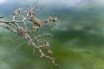 Tree branches covered in parasitic plants floating on the waters of a lake, Minas Gerais, Brazil