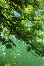 Chestnuts on the water, shades of green, Bled, Lake Bled, Slovenia