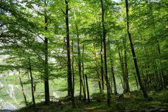 Forest on Lake Bohinj, Lake Wochein, Bohinj, Upper Carniola, Slovenia