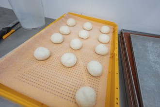 Dozen dough balls on orange tray in bakery environment, baking rolls, Haselstaller Hof, Gechingen,