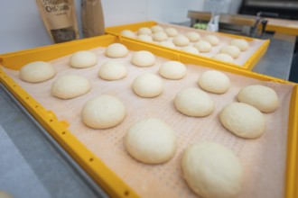 Dough balls on a tray in preparation for fermentation, baking rolls, Haselstaller Hof, Gechingen,