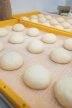 Round dough pieces on an orange tray in preparation for fermentation, bake rolls, Haselstaller Hof,
