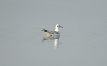 A black-headed gull (Chroicocephalus ridibundus) in the water, Sreepur, Gazipur, Bangladesh