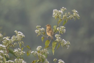 A zitting cisticola or streaked fantail warbler (Cisticola juncidis), Sreepur, Gazipur, Bangladesh