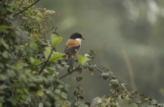 A long-tailed shrike or rufous-backed shrike (Lanius schach) on a tree branch, Sreepur, Gazipur,