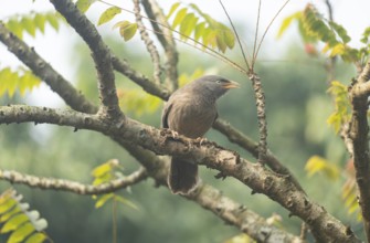 A jungle babbler (Argya striata) on a tree branch, Sreepur, Gazipur, Bangladesh
