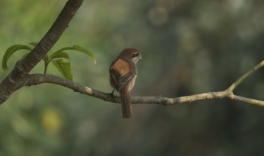 A Brown Shrike (Lanius cristatus), Sreepur, Gazipur, Bangladesh