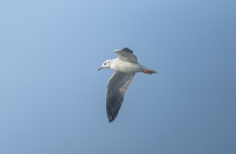 A black-headed gull (Chroicocephalus ridibundus) flying in the sky, Sreepur, Gazipur, Bangladesh