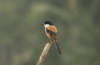 A long-tailed shrike or rufous-backed shrike (Lanius schach), Sreepur, Gazipur, Bangladesh