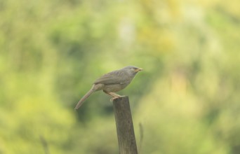 A jungle babbler (Argya striata), Sreepur, Gazipur, Bangladesh