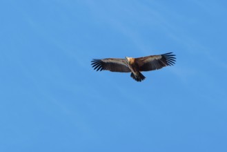 A griffon vulture (Gyps fulvus) flies on a sunny day against a grey sky. Austria