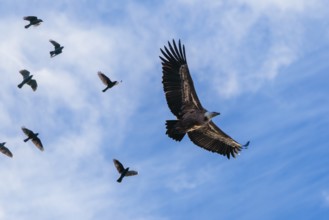 Crowded sky. A griffon vulture (Gyps fulvus) flies accompanied by a flock of jackdaws (Coloeus