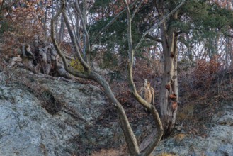 A griffon vulture (Gyps fulvus) rest high up in tree. A rockwall behind him. Austria
