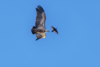 Crowded sky. A griffon vulture (Gyps fulvus) flies accompanied by a jackdaw (Coloeus monedula) on a