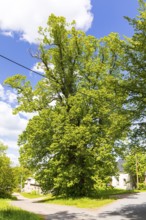 Old, solitary lime tree (Tilia) near the castle in Bärenstein, Altenberg, Osterzgebirge, Saxony,