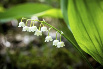 Lily of the valley (Convallaria majalis) in bloom, Saxony, Germany