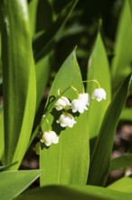 Lily of the valley (Convallaria majalis) in bloom, Saxony, Germany
